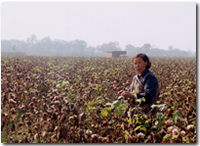 山東省の綿畑